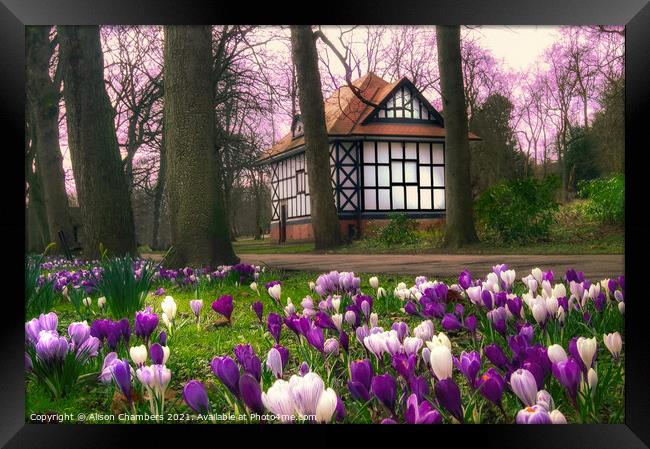 Crocuses at Thornes Park in Wakefield  Framed Print by Alison Chambers