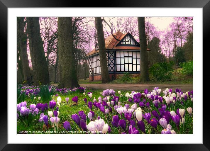 Crocuses at Thornes Park in Wakefield  Framed Mounted Print by Alison Chambers