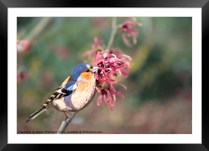 Chaffinch on Witch Hazel Tree Framed Mounted Print by Alison Chambers