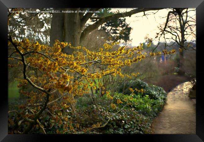 Witch Hazel in Sheffield Botanical Gardens  Framed Print by Alison Chambers