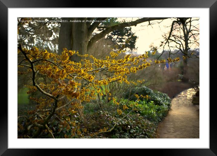 Witch Hazel in Sheffield Botanical Gardens  Framed Mounted Print by Alison Chambers