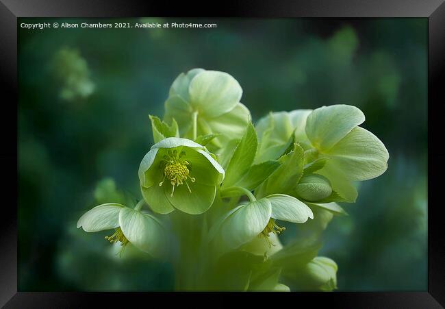 Green Hellebores  Framed Print by Alison Chambers
