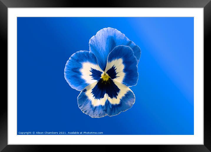  Blue Pansy Framed Mounted Print by Alison Chambers