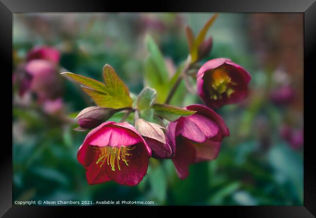 Hellebore Winter Jewels Framed Print by Alison Chambers