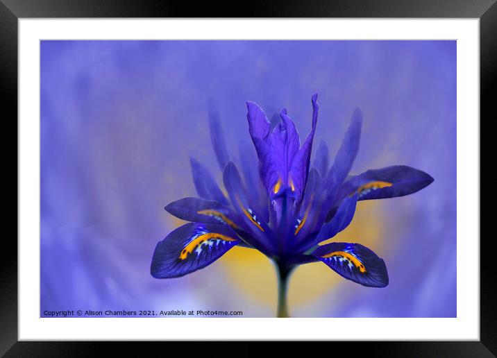 Iris Flower Framed Mounted Print by Alison Chambers