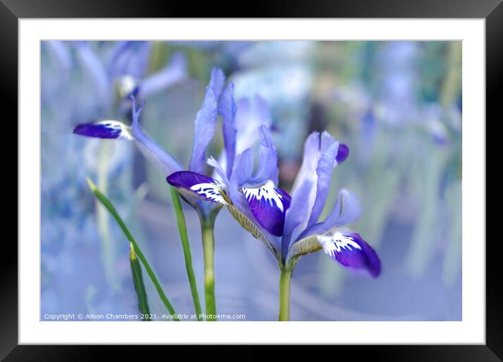 Dreamy Irises  Framed Mounted Print by Alison Chambers