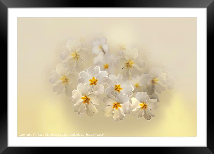 Pretty Primroses  Framed Mounted Print by Alison Chambers