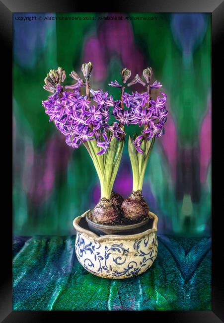 Bowl of Hyacinths  Framed Print by Alison Chambers