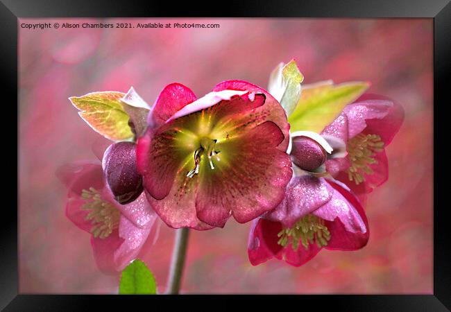 Sparkling  Hellebores Framed Print by Alison Chambers