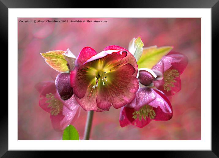 Sparkling  Hellebores Framed Mounted Print by Alison Chambers