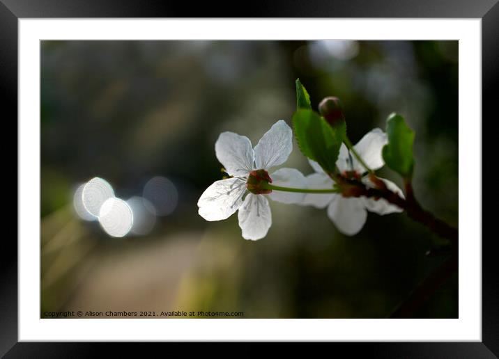 Blackthorn Blossom Framed Mounted Print by Alison Chambers
