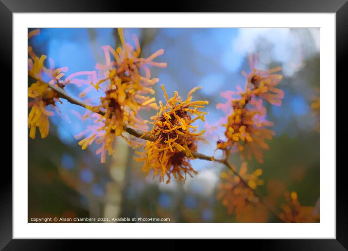 Witch Hazel Flowers Framed Mounted Print by Alison Chambers
