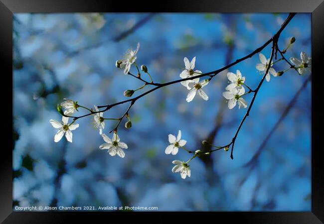 Cherry Blossom Sprig Framed Print by Alison Chambers