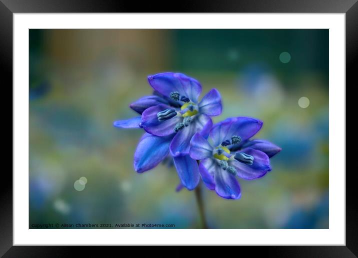 Glory of the Snow Framed Mounted Print by Alison Chambers