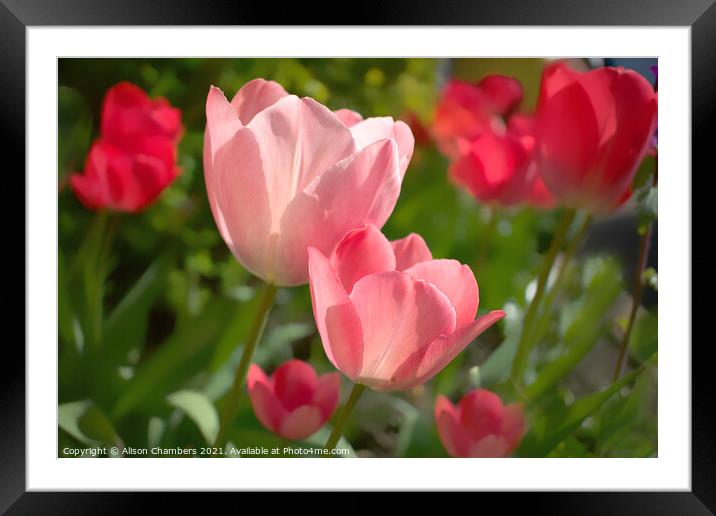Sunlit Tulips Framed Mounted Print by Alison Chambers