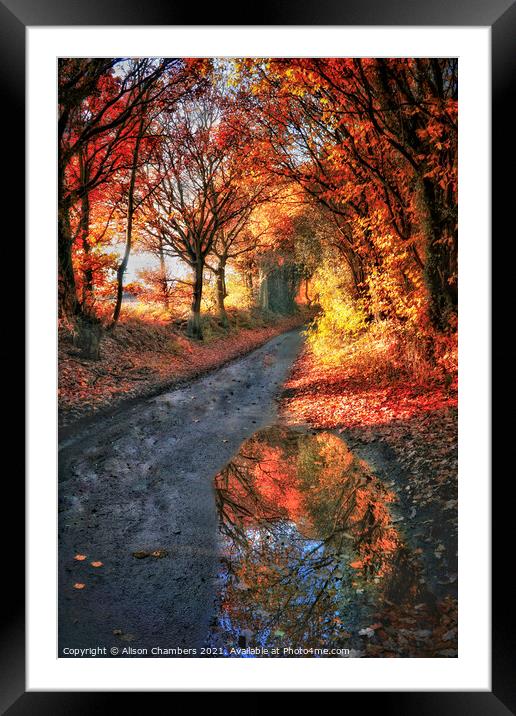 Autumn Trees Yorkshire  Framed Mounted Print by Alison Chambers
