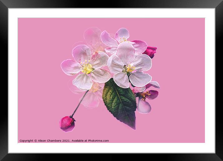 Apple Blossom Framed Mounted Print by Alison Chambers