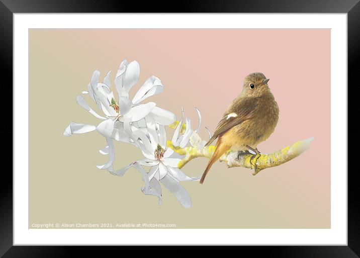 Spring Bird Framed Mounted Print by Alison Chambers
