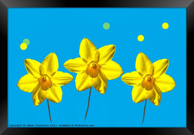 Daffodil Sunshine Framed Print by Alison Chambers
