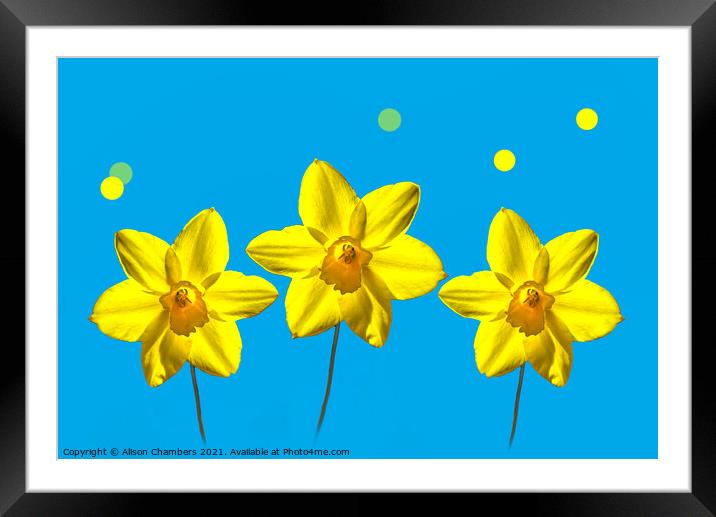 Daffodil Sunshine Framed Mounted Print by Alison Chambers