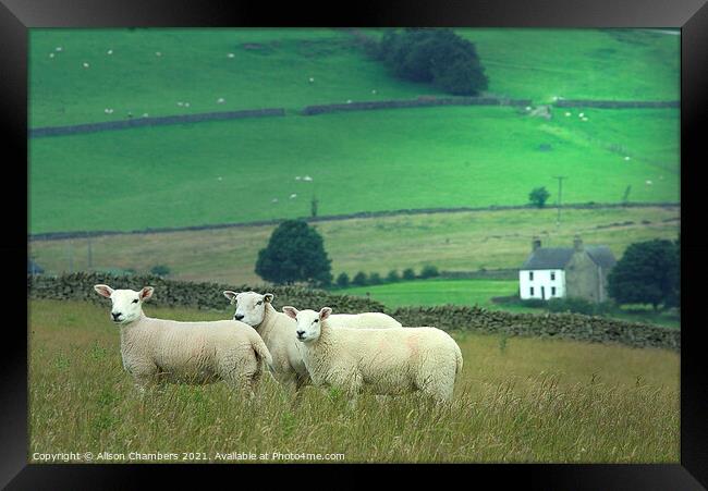 We Three Sheep Of Staffordshire Are Framed Print by Alison Chambers