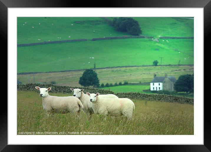 We Three Sheep Of Staffordshire Are Framed Mounted Print by Alison Chambers