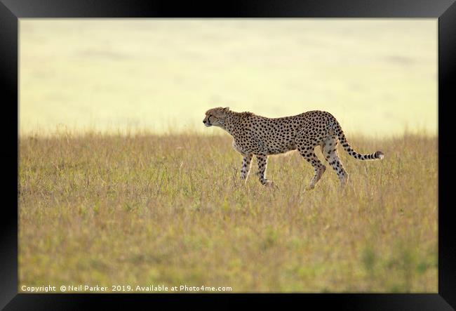 Cheetah  Framed Print by Neil Parker