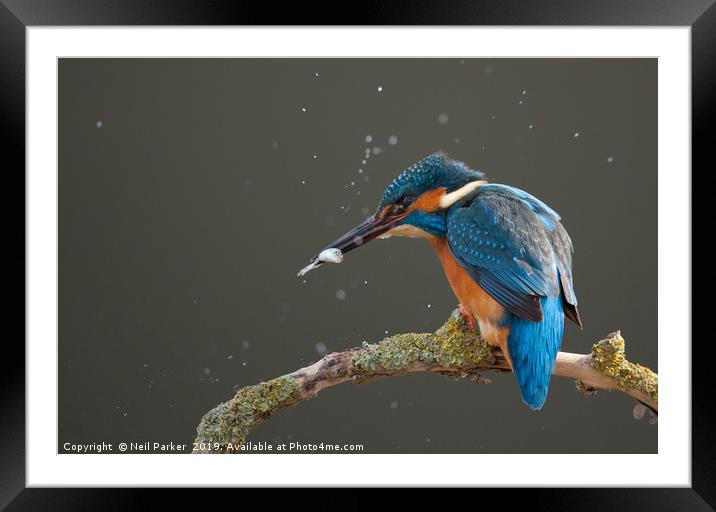 Kingfisher Framed Mounted Print by Neil Parker
