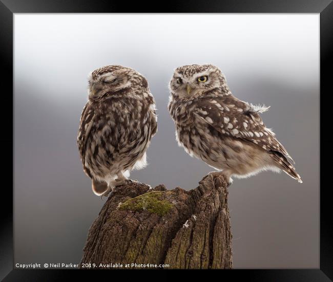 Little owls Framed Print by Neil Parker