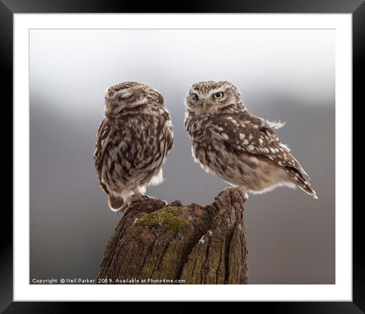 Little owls Framed Mounted Print by Neil Parker