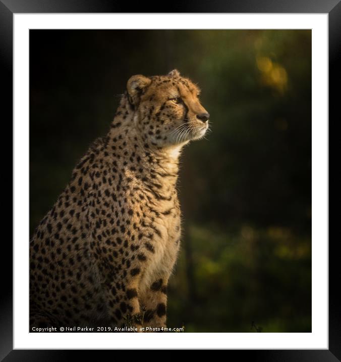 Cheetah Portrait Serengeti Framed Mounted Print by Neil Parker