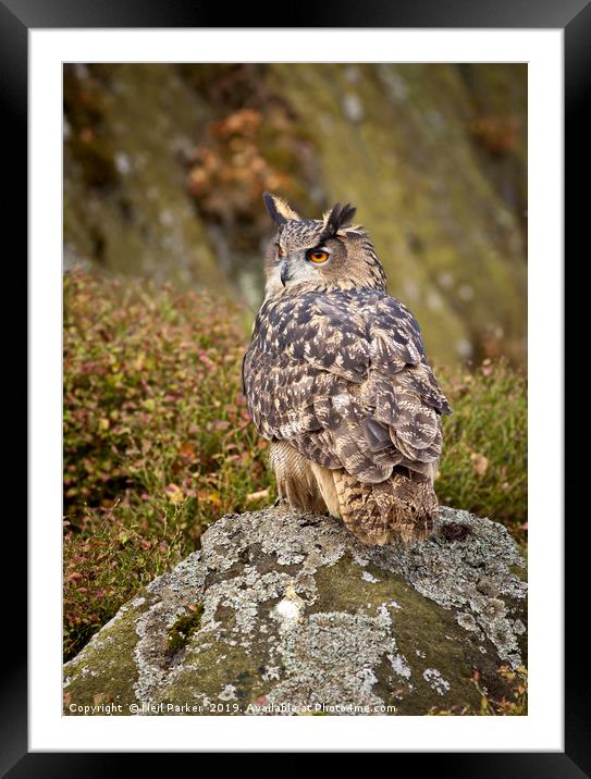 Eagle Owl, on the look out Framed Mounted Print by Neil Parker
