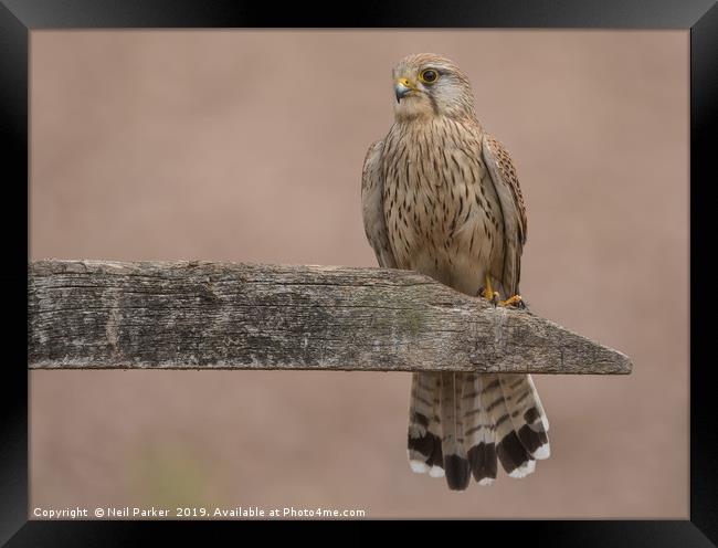 Female Kestrel  Framed Print by Neil Parker