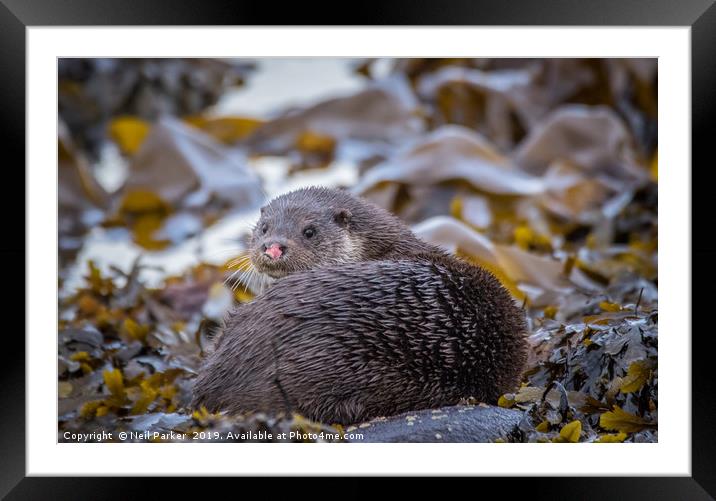 Pink nose, Wild Otter Isle of Bute Framed Mounted Print by Neil Parker