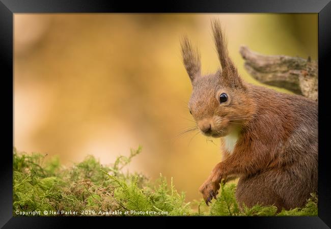 Red Squirrel Up close Framed Print by Neil Parker