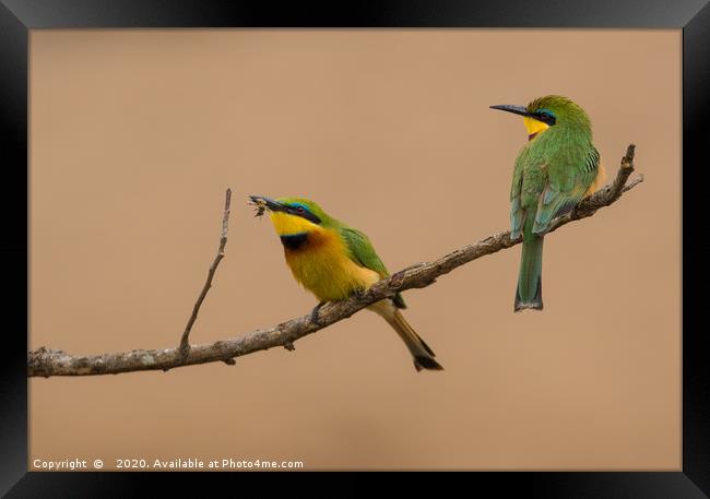 Catching Flies, Green Bee-eaters Framed Print by Neil Parker