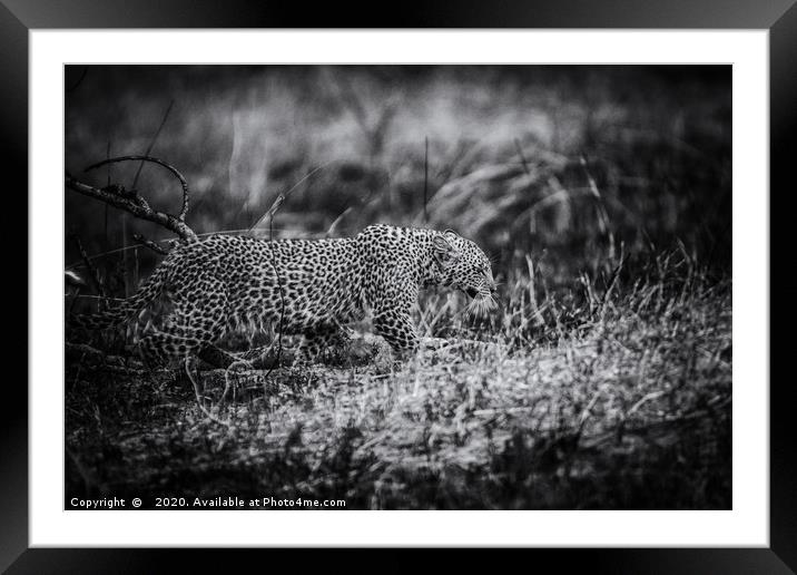 Stealth, a Young Leopard in Kenya Framed Mounted Print by Neil Parker