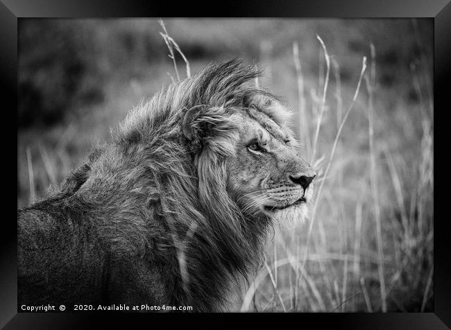 Male Lion, Masai Mara Framed Print by Neil Parker