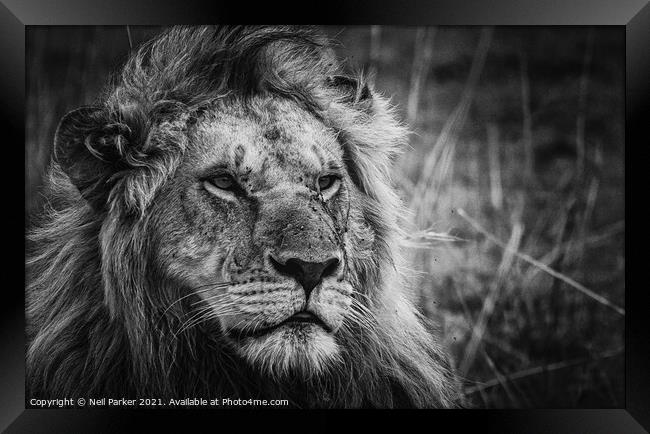 Lion King Framed Print by Neil Parker