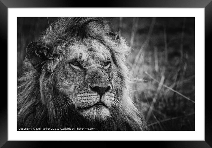 Lion King Framed Mounted Print by Neil Parker
