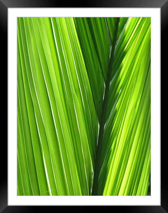 Tropical Leaf Framed Mounted Print by Emma Latimer