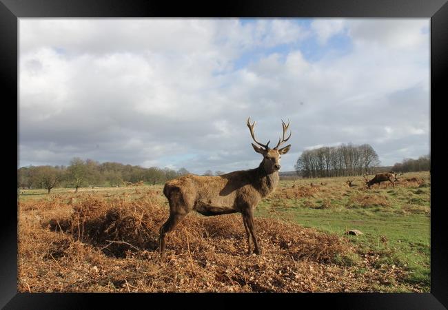 Richmond Park Deer Framed Print by Emma Latimer