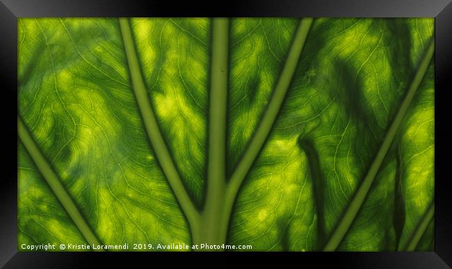 Back-lit Leaf Framed Print by Kristie Loramendi