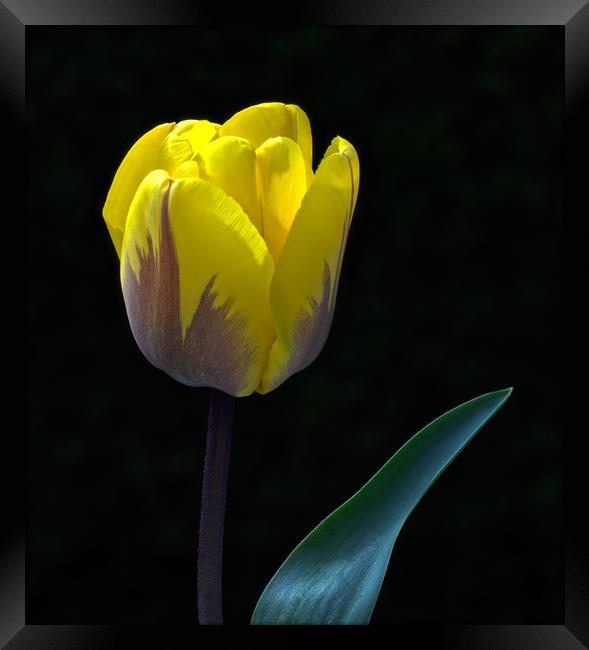 Tulip Portrait In Natural Light Framed Print by Ian Homewood