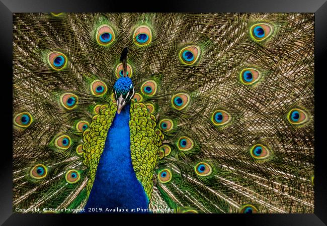 Peacock Showing Off  Framed Print by Steve Huggett