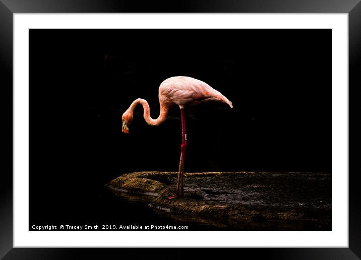  Caribbean Flamingo Framed Mounted Print by Tracey Smith