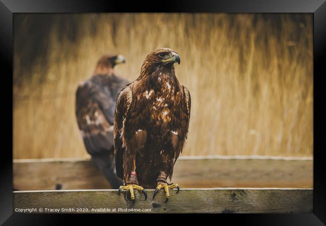 Mirror Image Illusion Framed Print by Tracey Smith