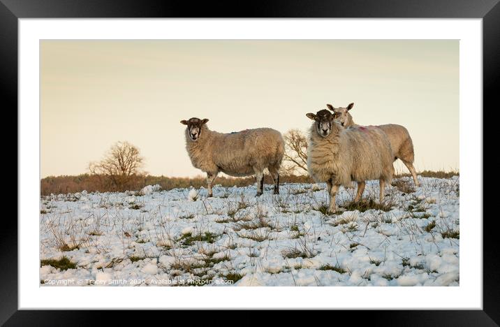 A herd of sheep standing on top of a snow covered field Framed Mounted Print by Tracey Smith
