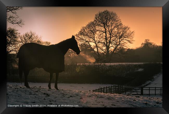 The Thoroughbred - Ex Racehorse Framed Print by Tracey Smith