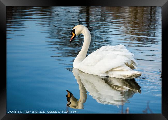 Mirror Reflection of the Mute Swan Framed Print by Tracey Smith